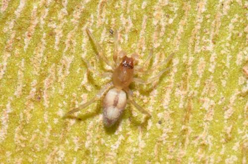 Porrhoclubiona leucaspis